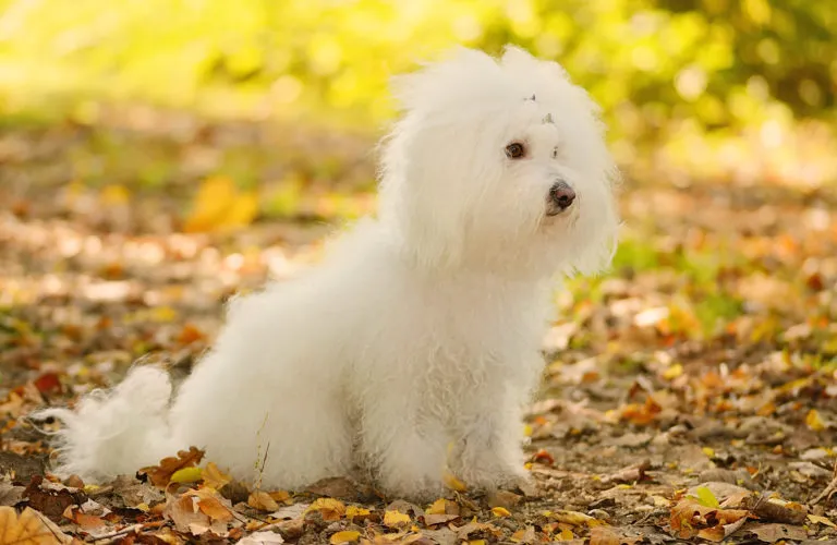 cane bolognese seduto su foglie autunnali