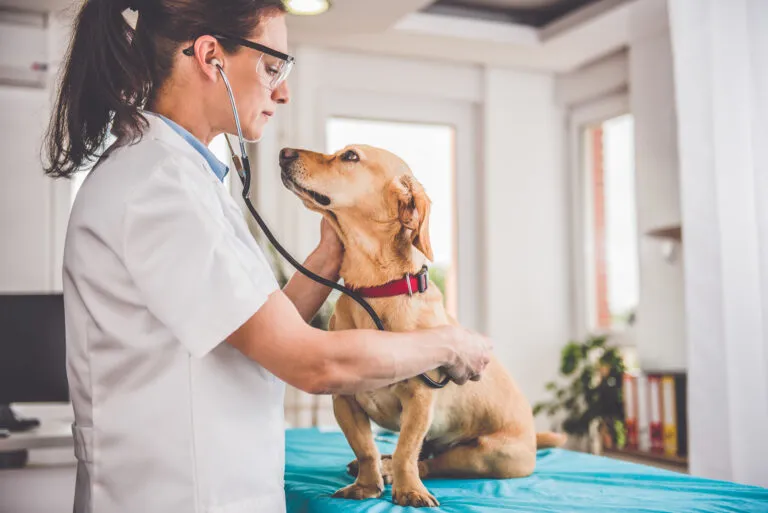 cane con morbo addison dal veterinario