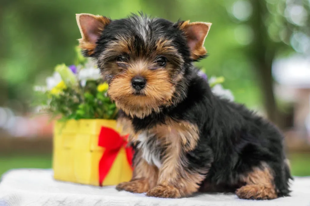 cucciolo di yorkshire terrier