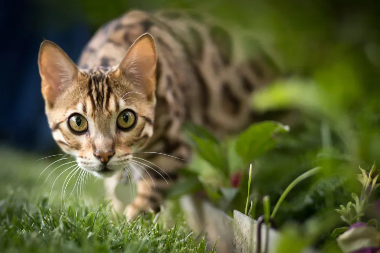 gatto bengala in giardino