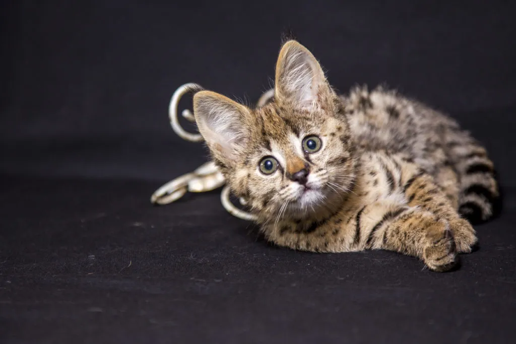 gattino savannah sulla coperta