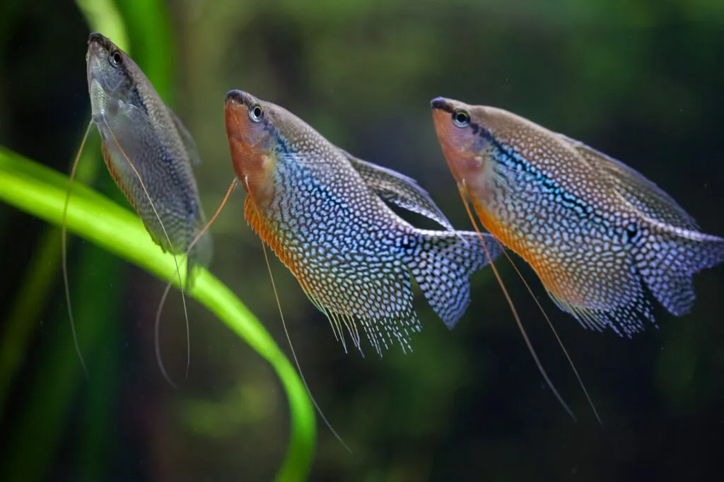 3 gurami mosaico in acquario