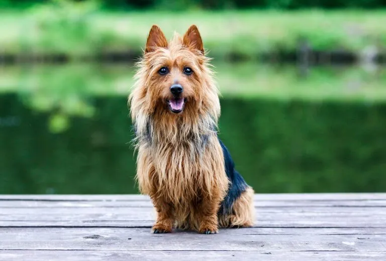 Australian Terrier seduto all’aperto