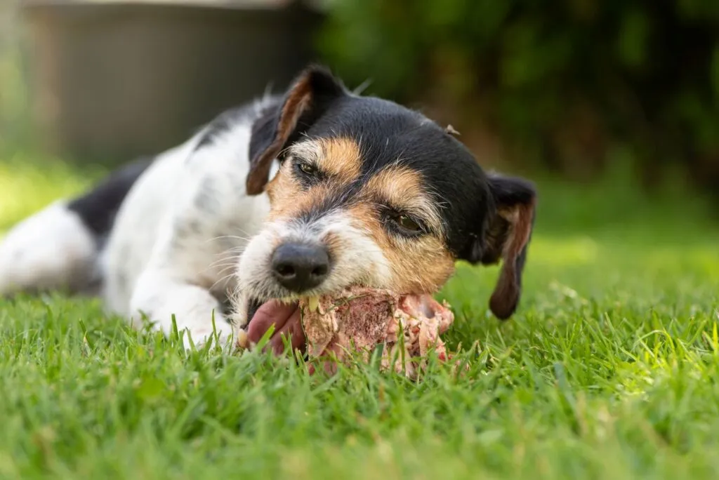 cane mangia carne fresca in giardino