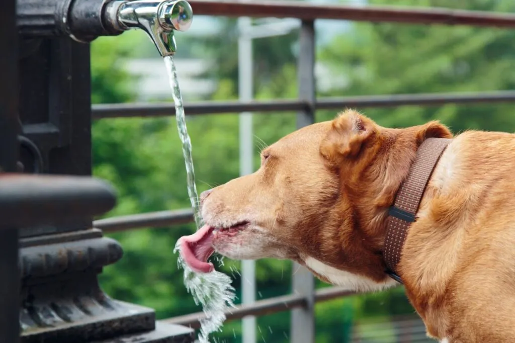 pitbull marrone beve acqua da rubinetto pubblico