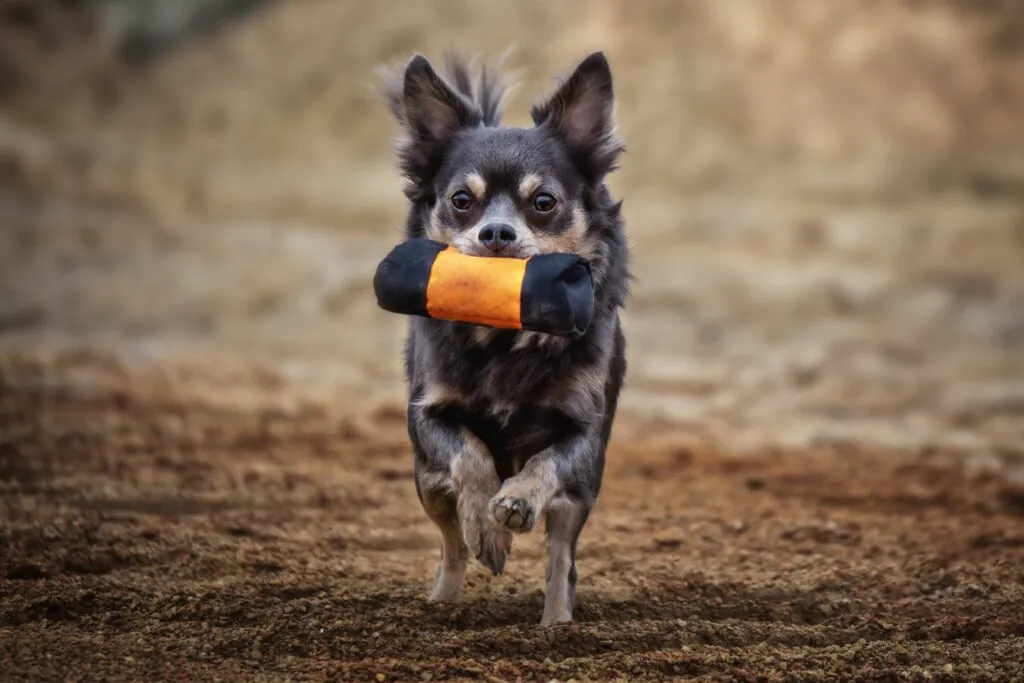 cane piccola taglia durante addestramento fittizio