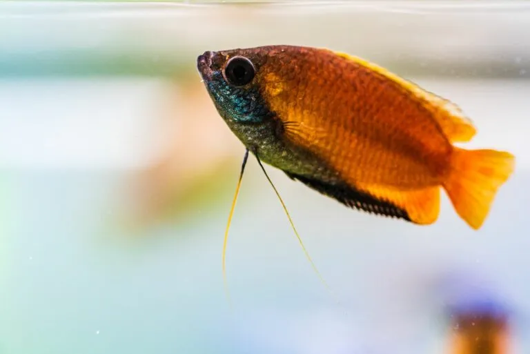 gourami al miele Trichogaster chuna