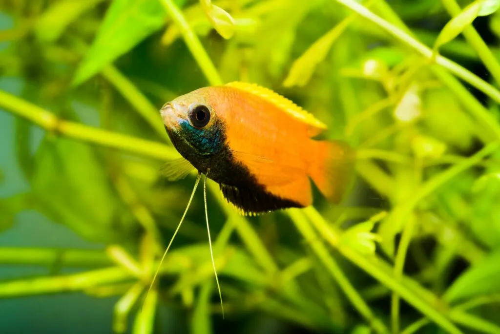 gourami al miele maschio (Trichogaster chuna)