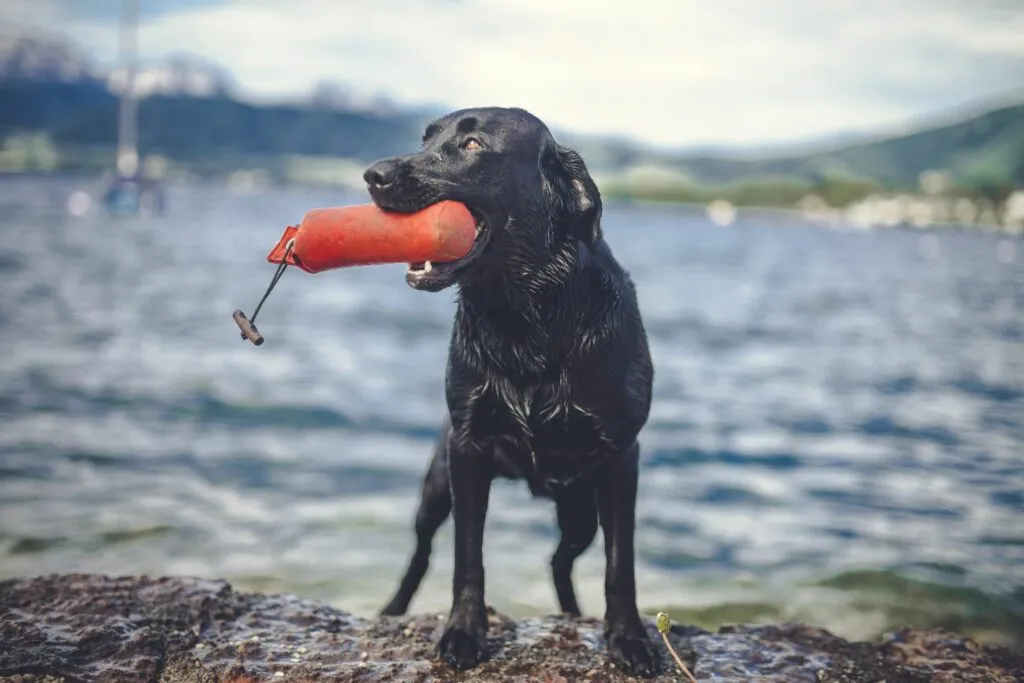 labrador nero con dummy durante addestramento fittizio in acqua