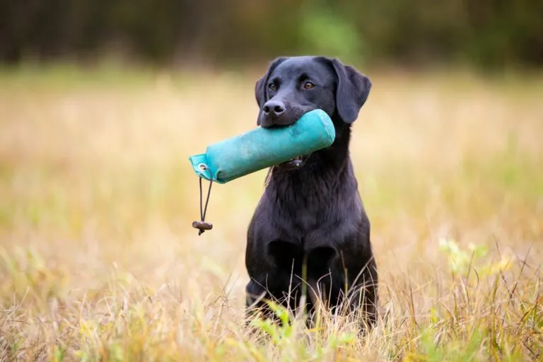 labrador retriever nero durante addestramento fittizio