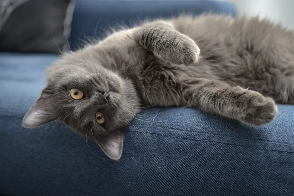 Nebelung grigio vuole giocare sul divano