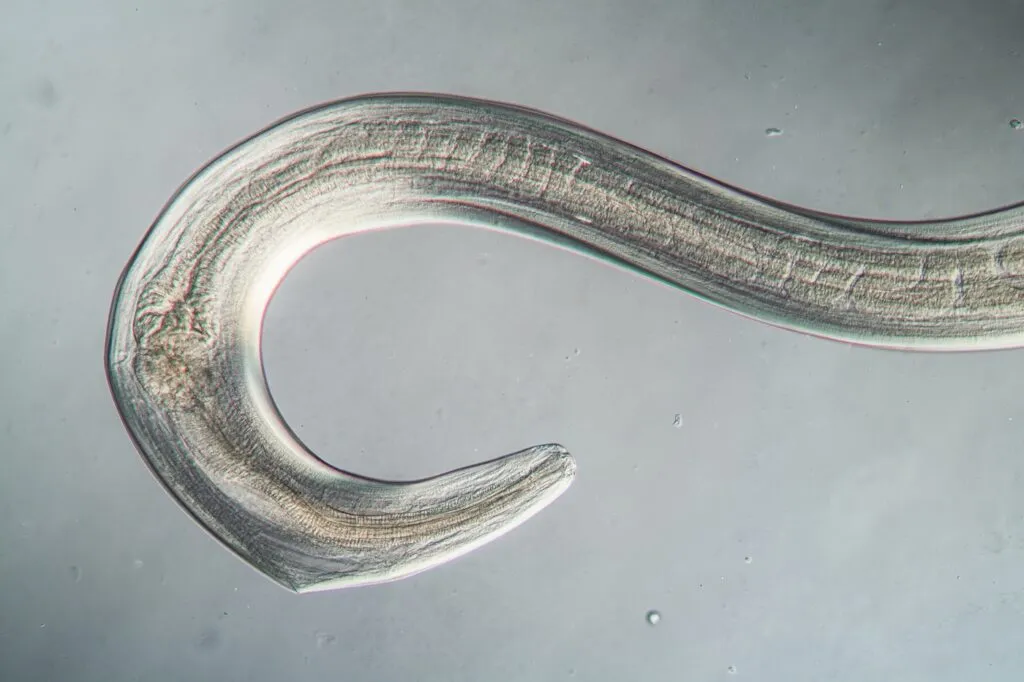 Nematode al microscopio