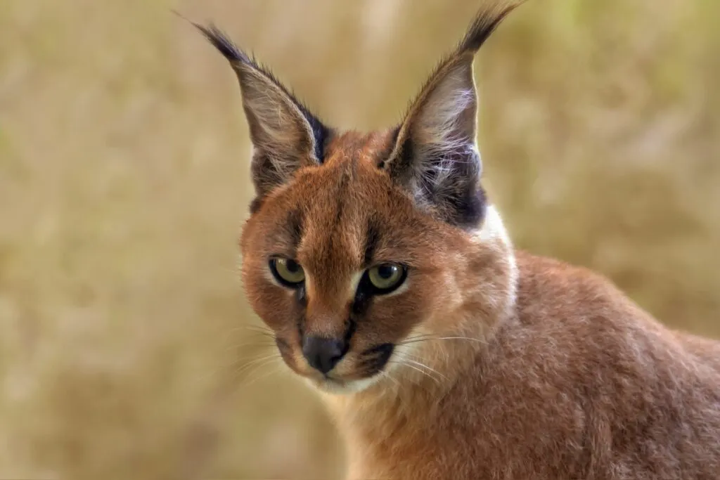 caracal primo piano