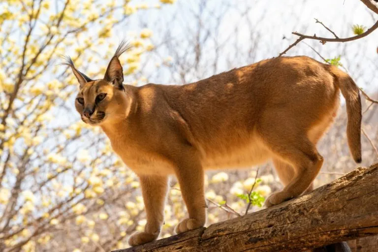 caracal sul tronco