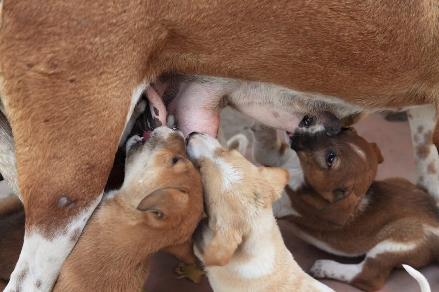 cuccioli cane bevono latte dalla madre