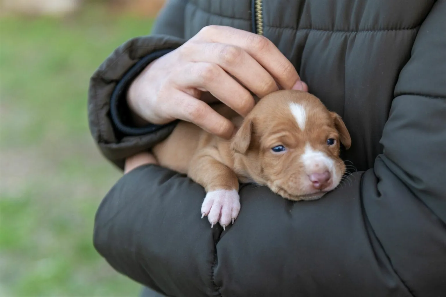 cucciolo di podenco andaluso