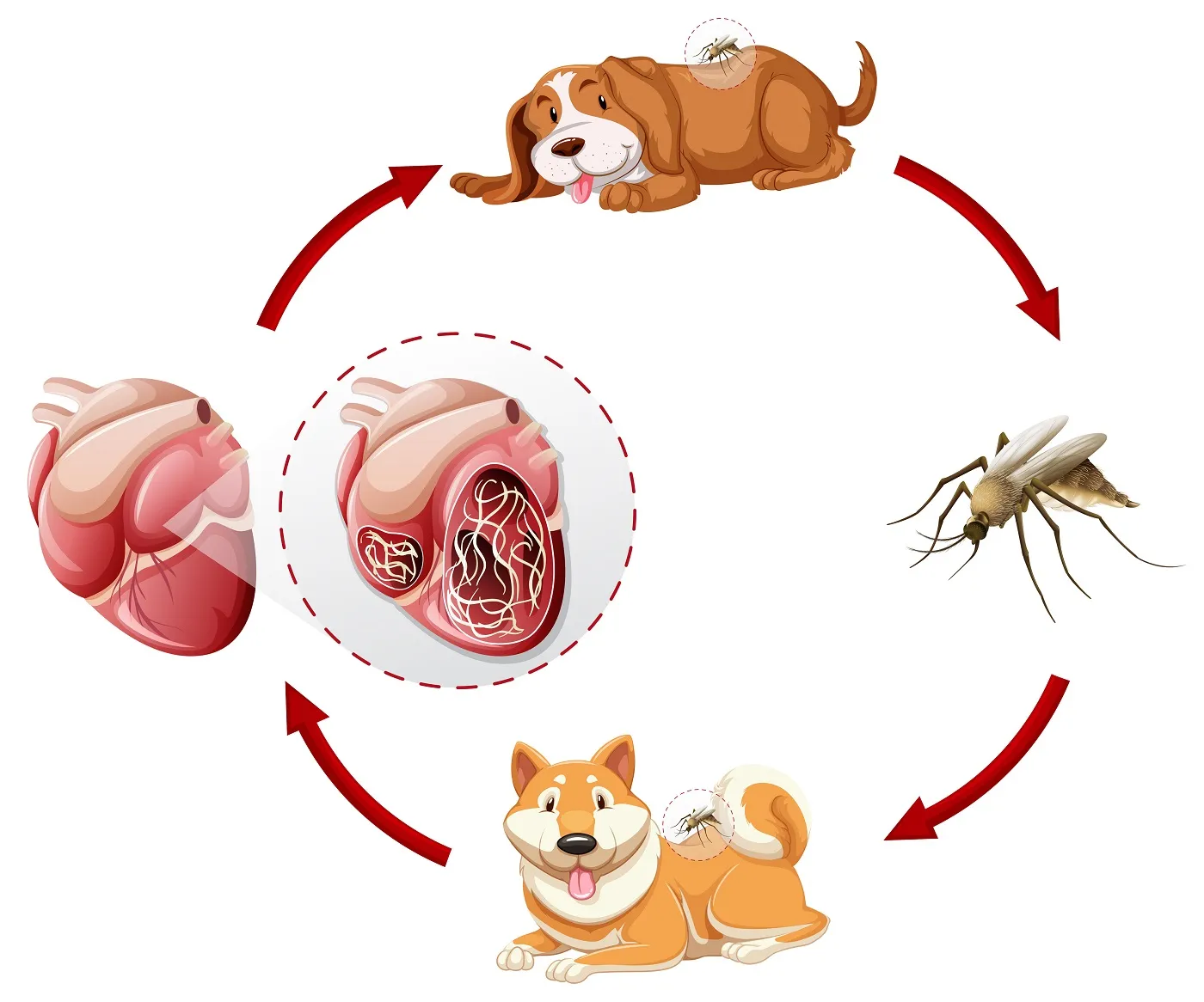 filaria nel cane