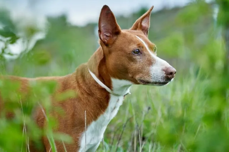 podenco andaluso adulto