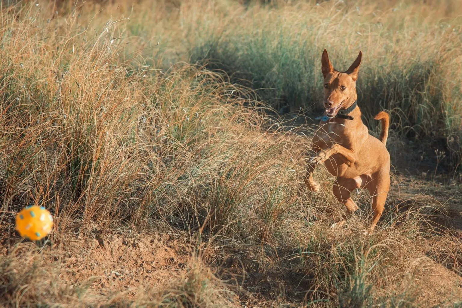 podenco andaluso insegue una palla