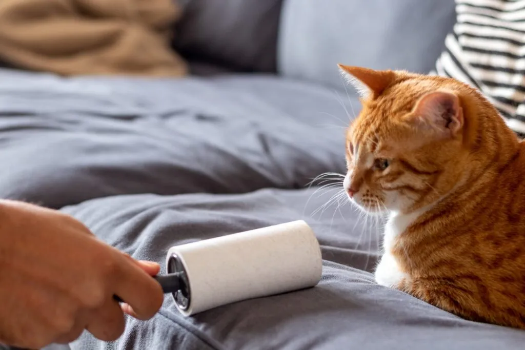 pulire divano con rullo anti pelo gatto