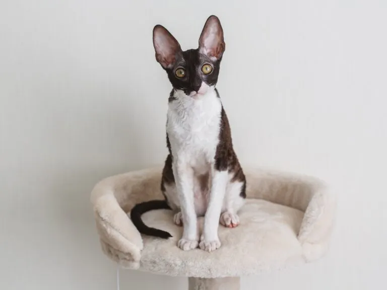 Cornish Rex gatto su tiragraffi