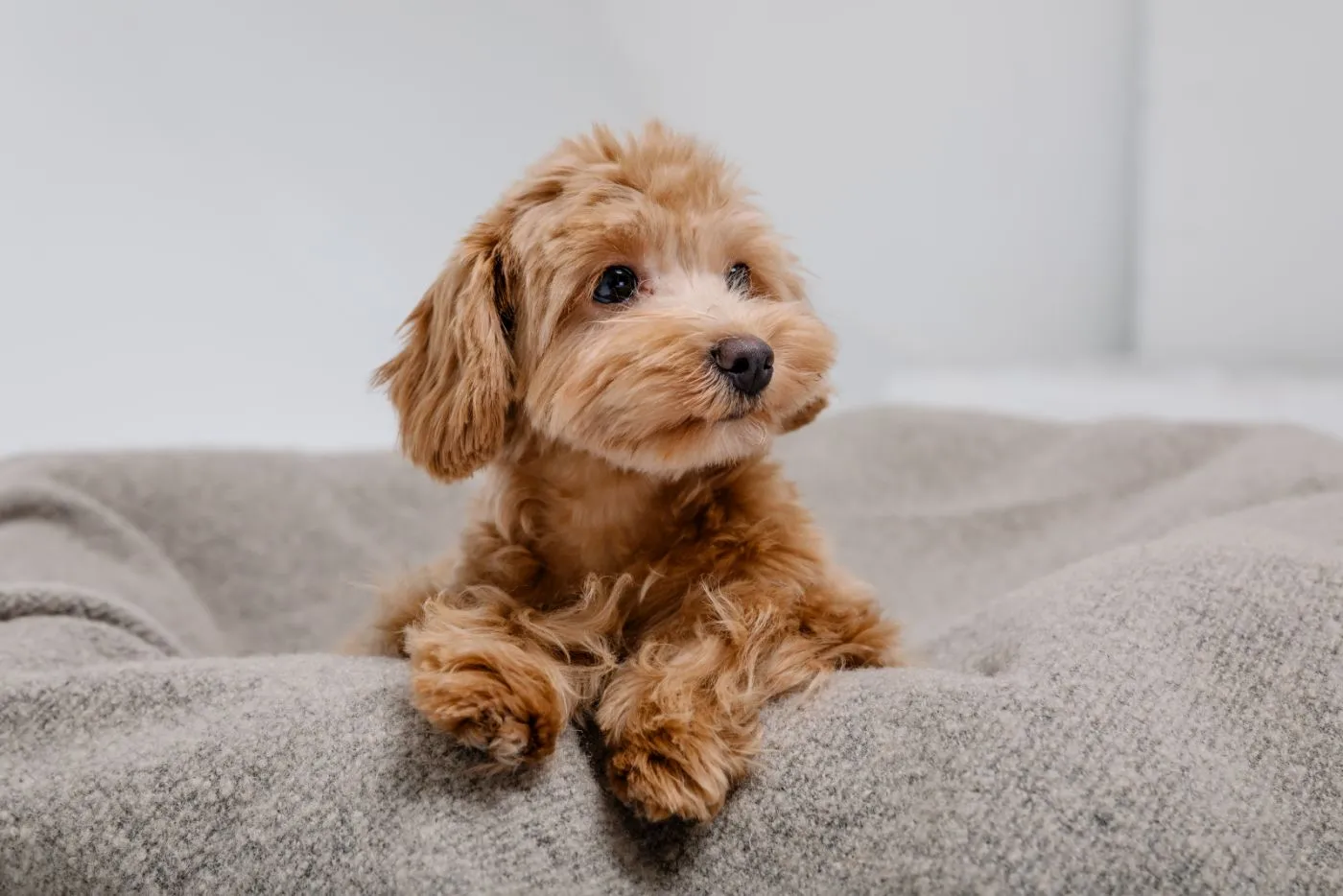 Maltipoo cucciolo nella cuccia