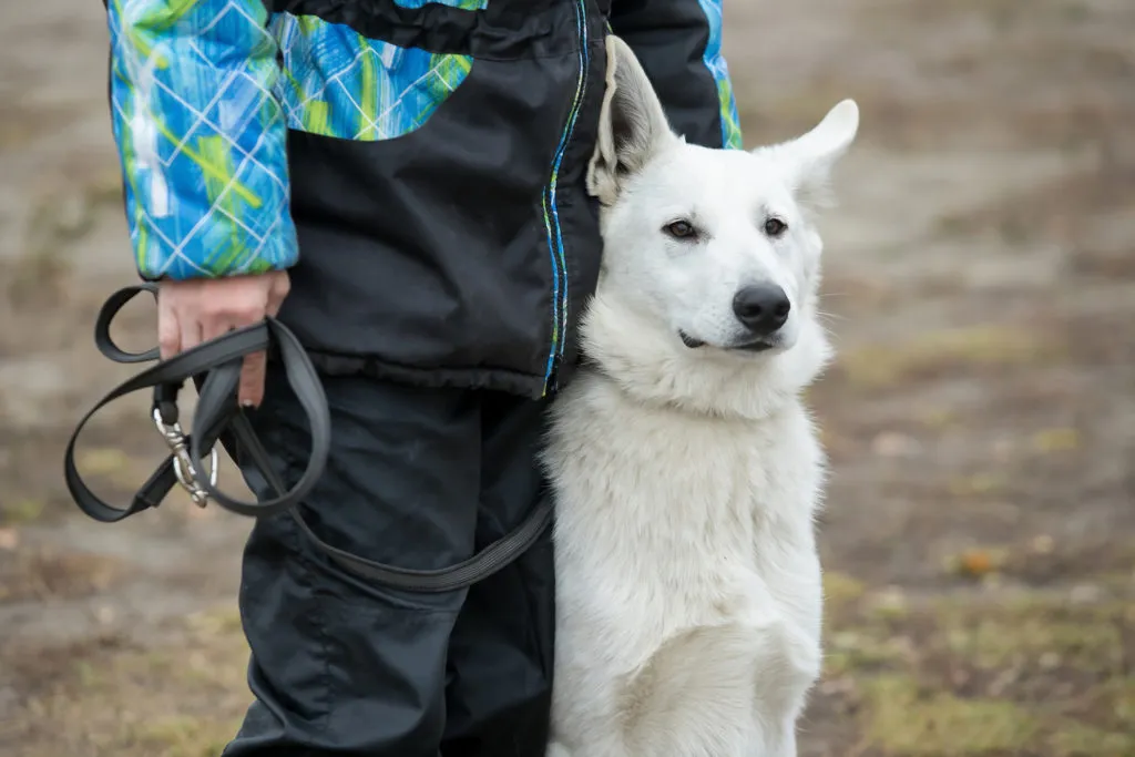 addestramento cane per agility dog