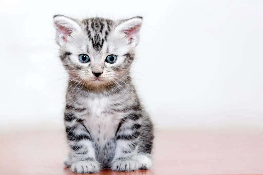 american shorthair gattino cucciolo