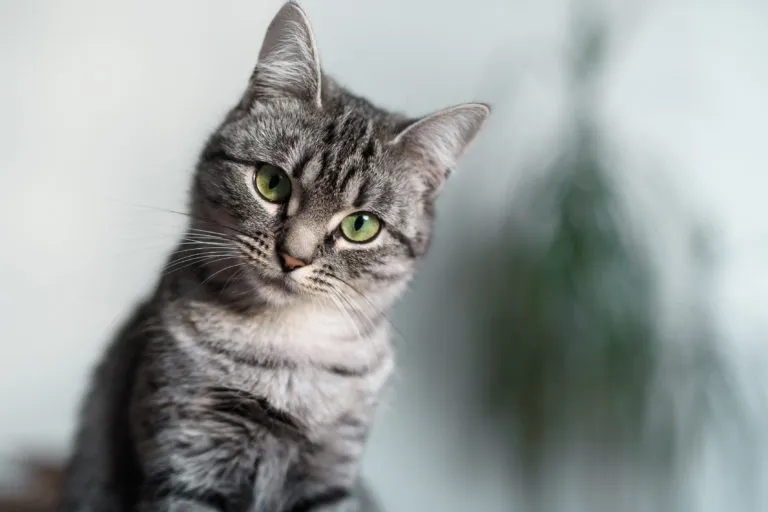 american shorthair in primo piano