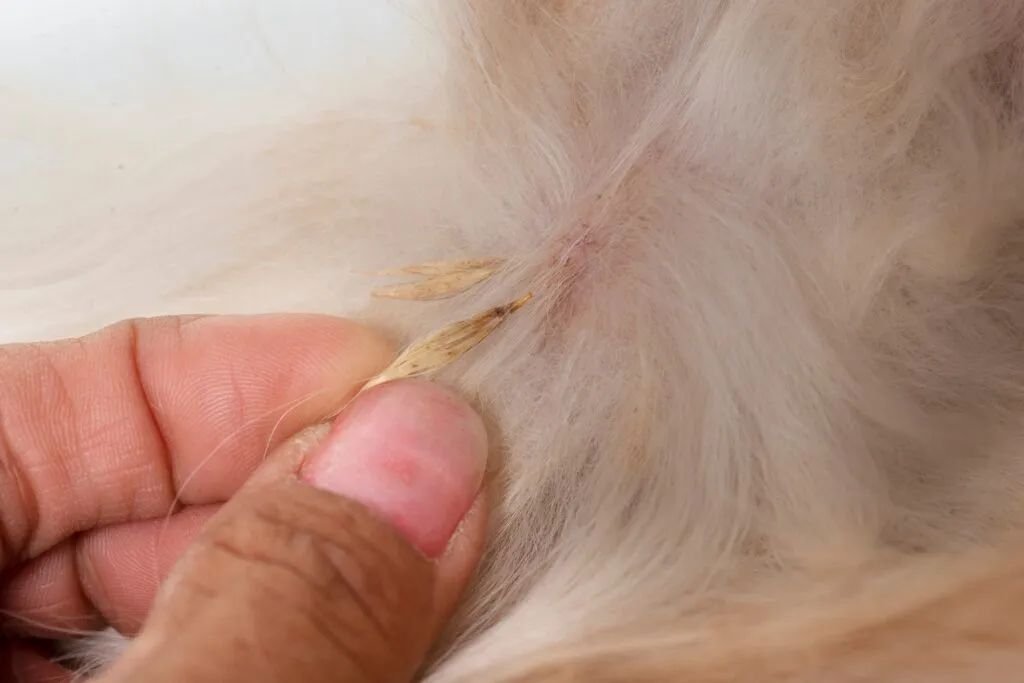 forasacchi nel pelo del cane