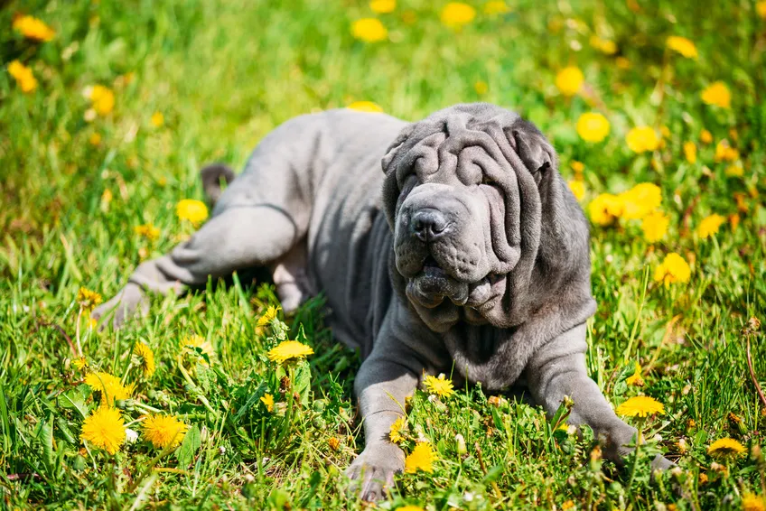 shar pei blu nel prato