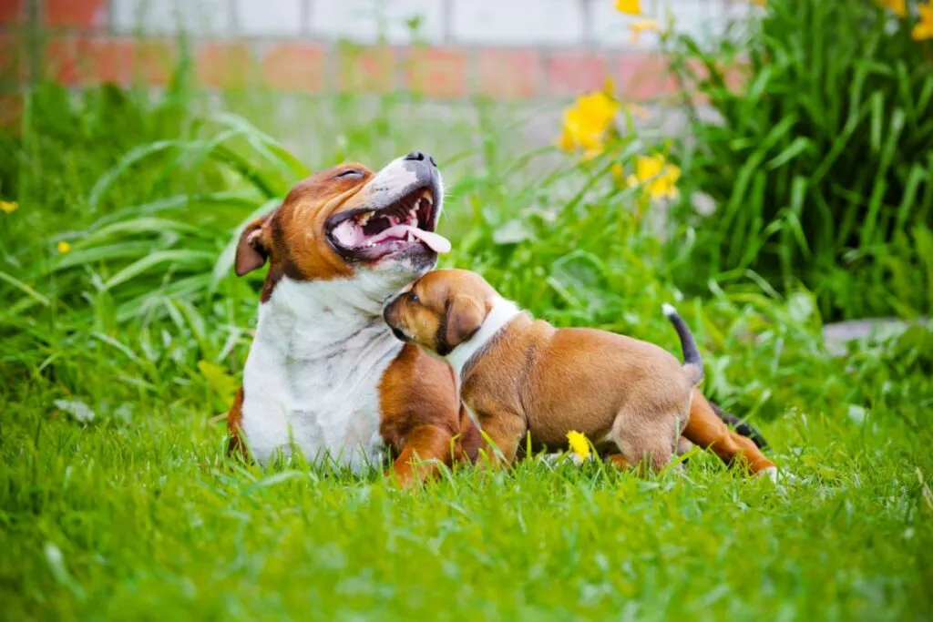 staffordshire bull terrier con cucciolo