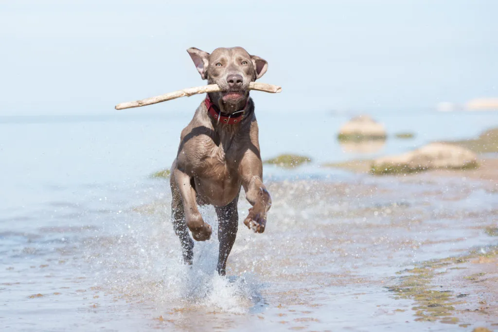 Weimaraner corre in spiaggia al mare