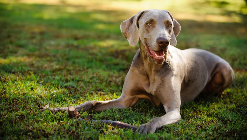 Weimaraner in giardino