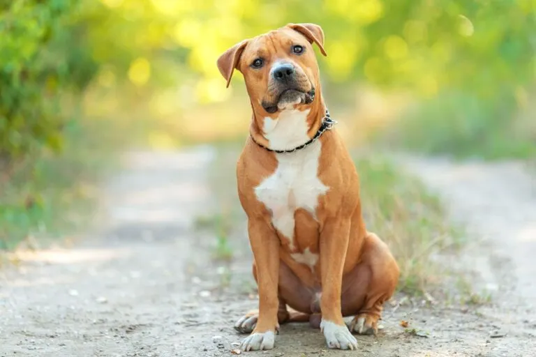 American Staffordshire Terrier bianco e marrone