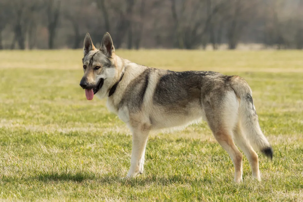 cane lupo cecoslovacco nel prato