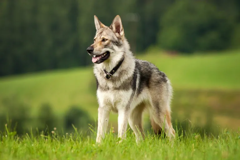 cane lupo cecoslovacco