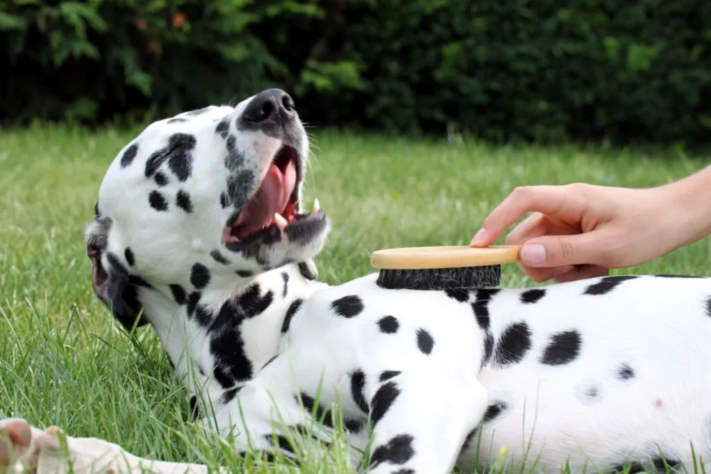 cane con la forfora viene spazzolato