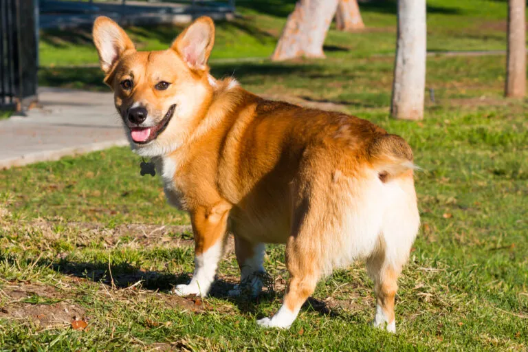 cane taglia piccola soffrono infiammazione perinali