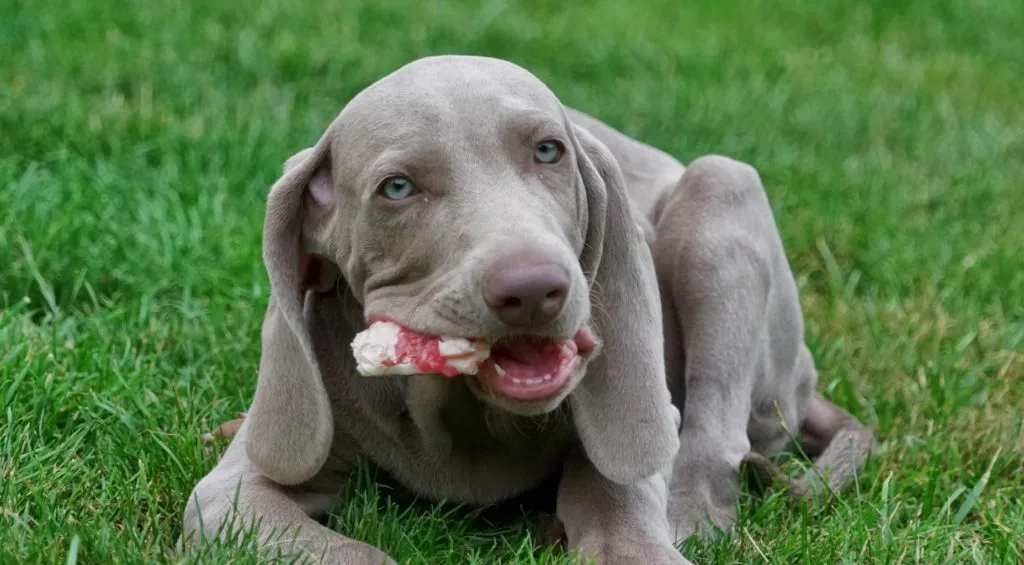 cucciolo Weimaraner mangia osso