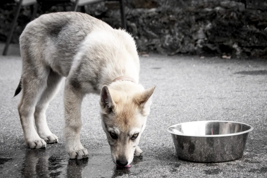 cucciolo di cane lupo cecoslovacco