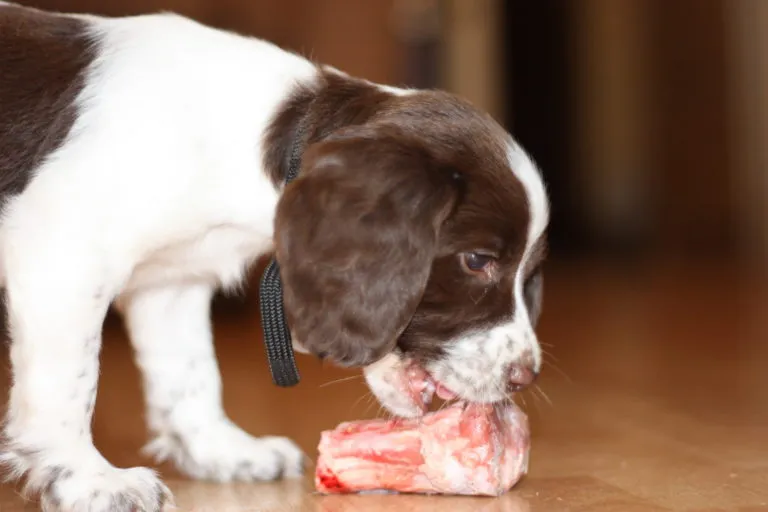 english springer spaniel mangia carne (dieta barf)