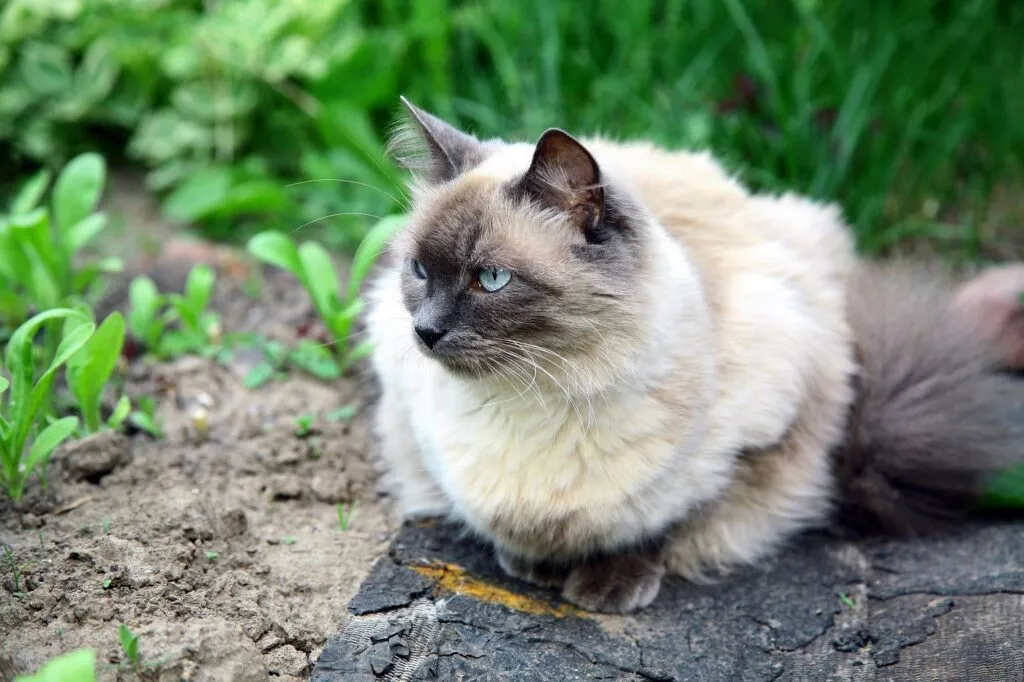 gatto balinese in giardino