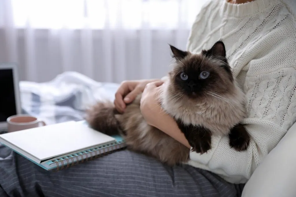 gatto balinese sdraiato su ginocchia padrona