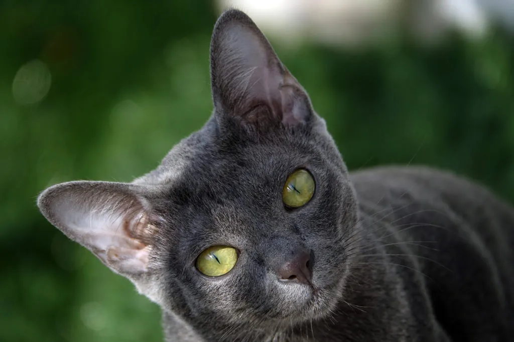 korat gatto