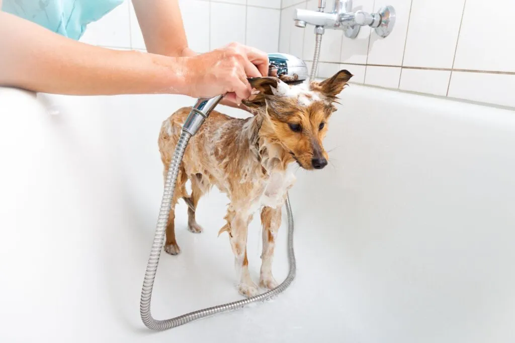 lavare cane con forfora con shampoo