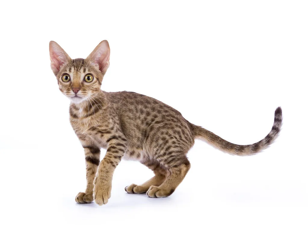 ocicat cucciolo