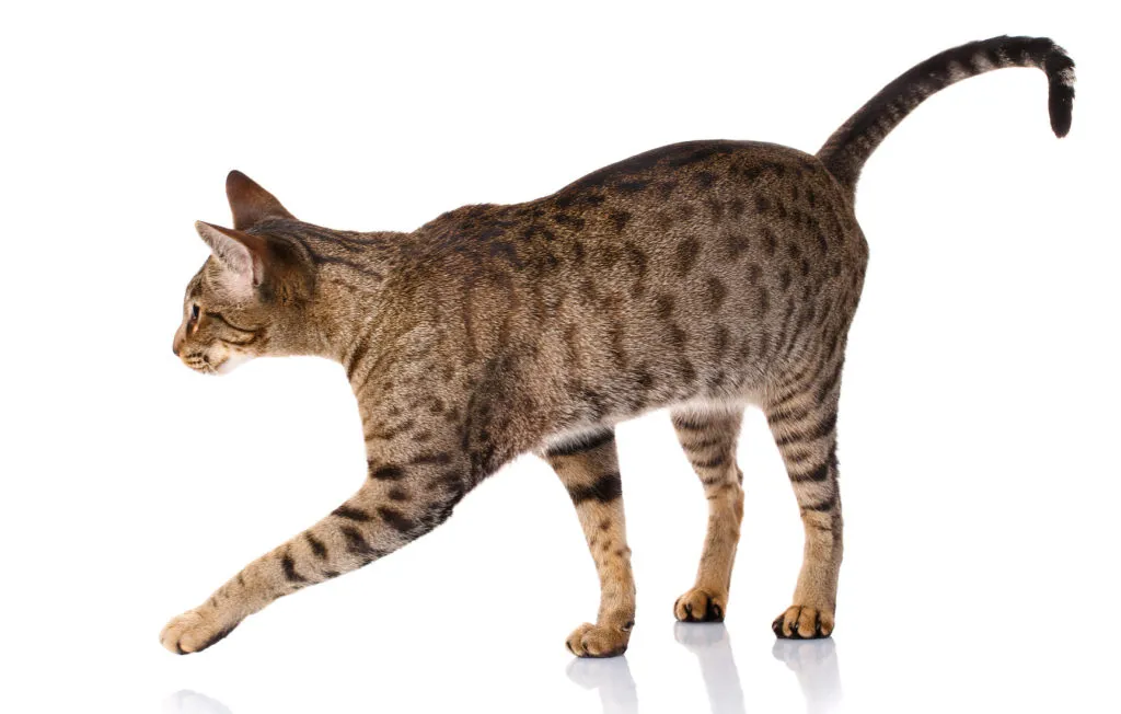 ocicat marrone