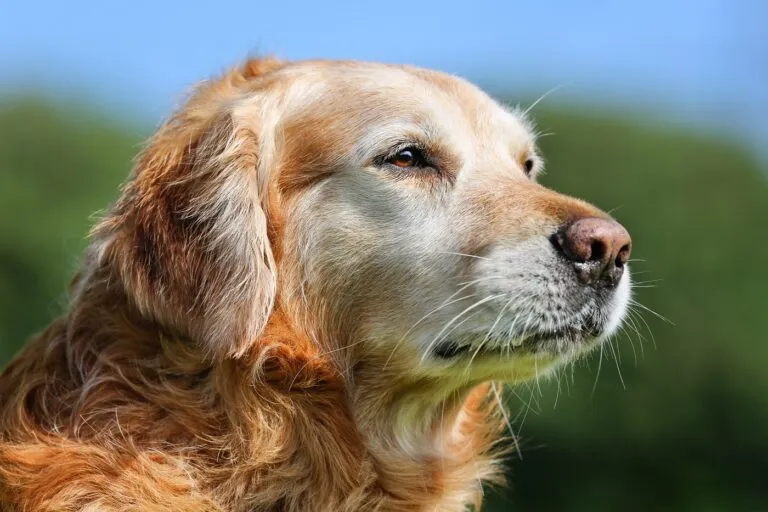 Golden retriever anziano