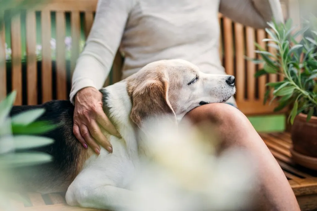 vecchio beagle con testa sulle gambe padrona anziana